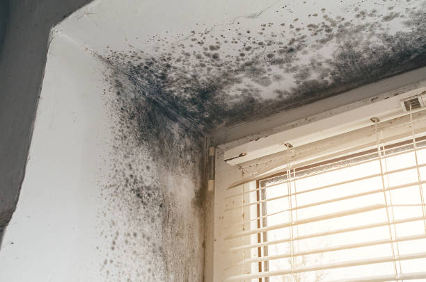 Affordable Attic Mold Remediation solutions in Brooks, KY